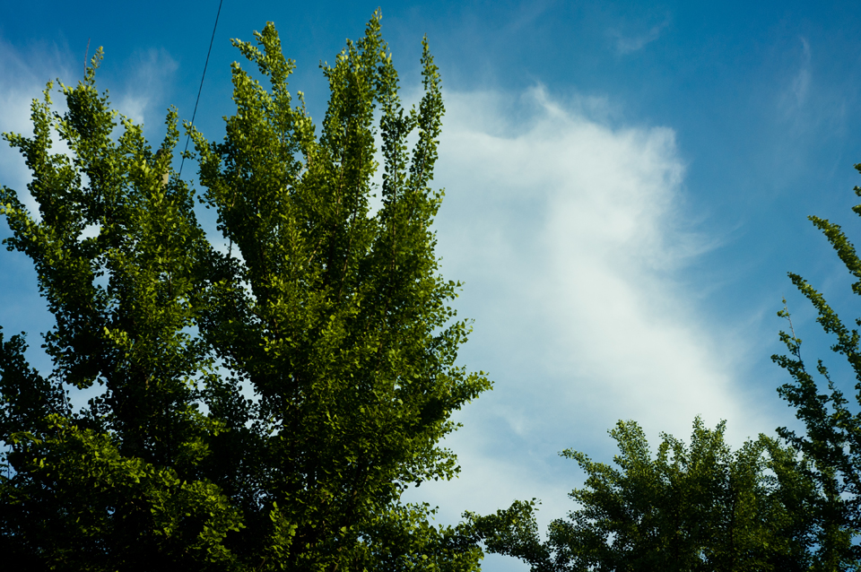 나무, 하늘